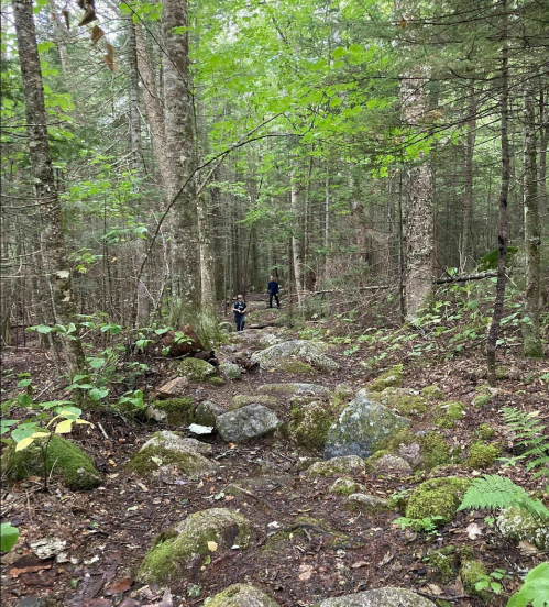 Two hikers navigate a rocky trail through a lush, green forest.