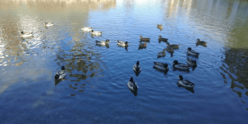 A group of ducks swimming in a calm, reflective pond with clear blue water.