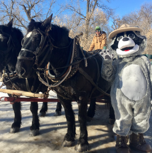 A person in a hat rides a horse-drawn sleigh, while a costumed raccoon mascot waves beside them. Snowy landscape.