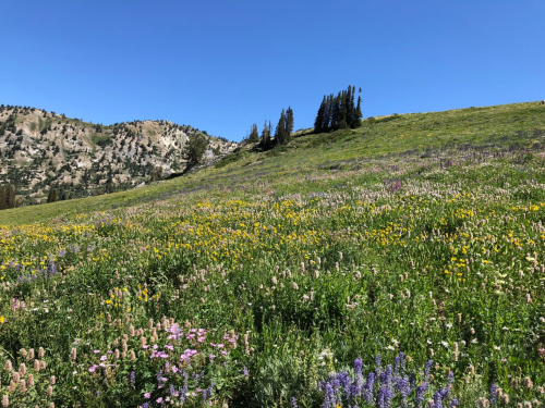 A vibrant wildflower meadow with a clear blue sky and distant mountains in the background.