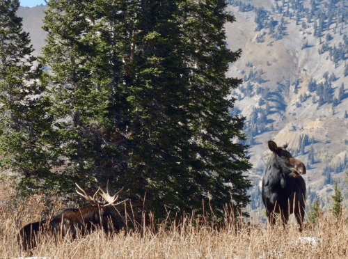 A moose stands near a tree, with another moose partially hidden in the grass, set against a mountainous backdrop.