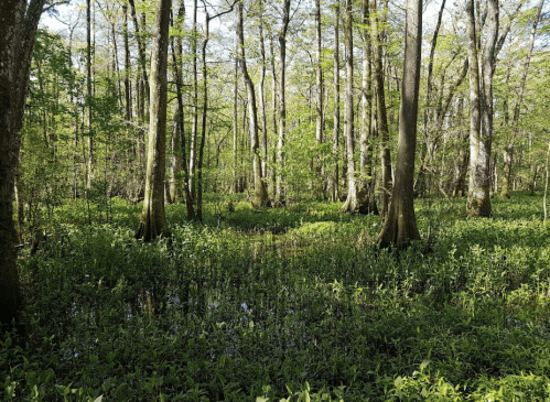 Lush green forest with tall trees and a wet, grassy undergrowth, creating a serene, natural landscape.