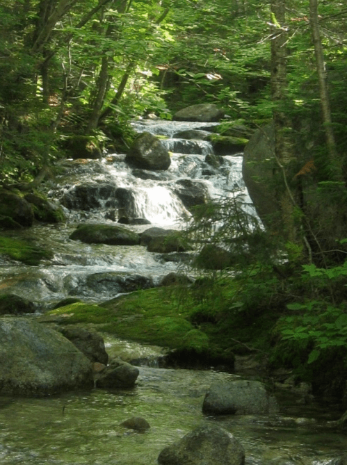 A serene forest scene featuring a cascading stream surrounded by lush greenery and smooth rocks.