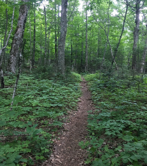 A narrow dirt path winds through a lush green forest filled with trees and dense undergrowth.
