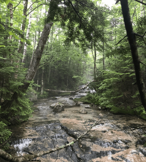 A serene forest scene with a stream flowing over rocks, surrounded by lush green trees and misty air.