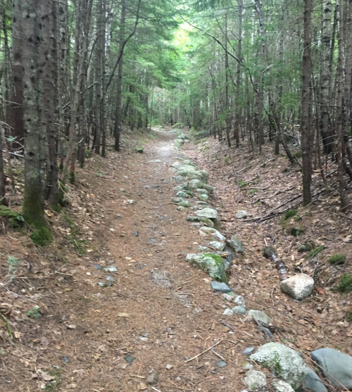 A narrow dirt path lined with rocks, surrounded by tall trees and scattered leaves in a forested area.