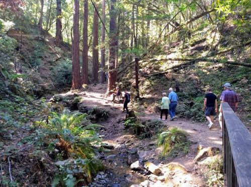 A group of people walking along a forested path with tall trees and a small stream in a serene natural setting.