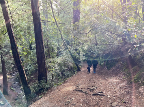 Two people walk along a wooded trail, surrounded by tall trees and lush greenery, with sunlight filtering through the leaves.