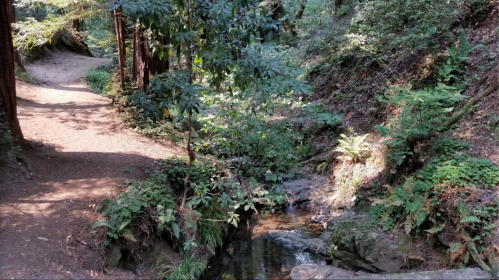 A serene forest path beside a small stream, surrounded by lush greenery and sunlight filtering through the trees.