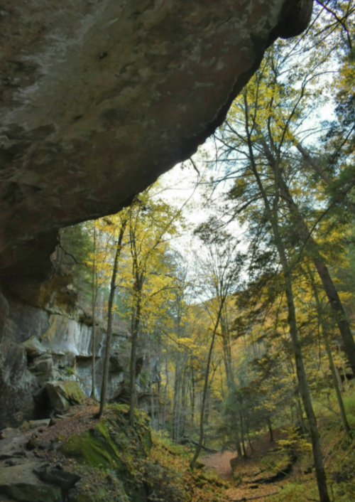 A serene forest scene with tall trees and autumn foliage, viewed from beneath a rocky overhang.