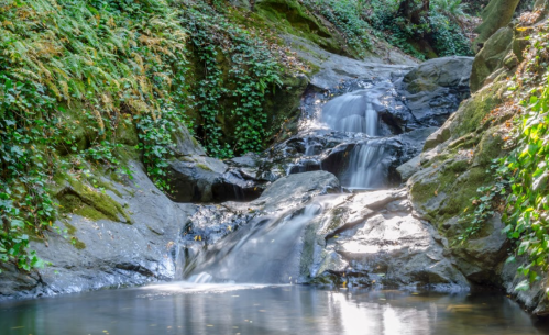 A serene waterfall cascading over rocks, surrounded by lush greenery and ivy in a tranquil forest setting.
