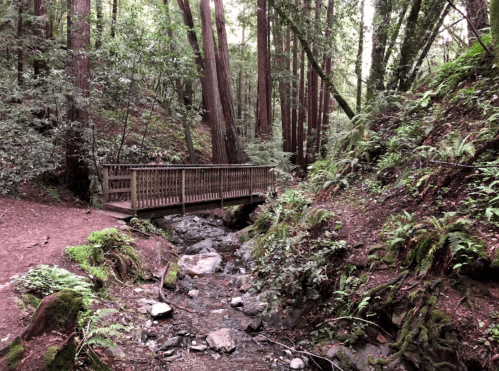 A wooden bridge spans a small stream in a lush, green forest with tall redwood trees and ferns surrounding the area.