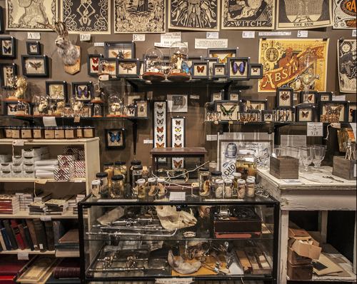 A vintage display featuring framed butterflies, curiosities, and various antique items in a cozy shop setting.