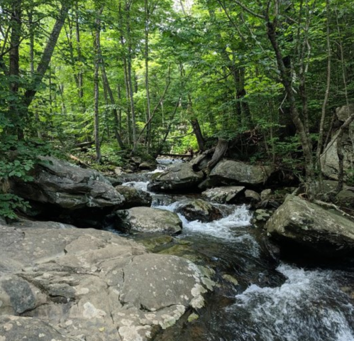 A serene forest scene with a flowing stream, surrounded by lush green trees and large rocks.