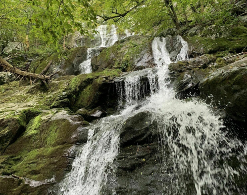 A serene waterfall cascading over moss-covered rocks, surrounded by lush green foliage.