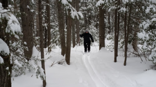 A person skiing through a snowy forest, surrounded by tall trees covered in snow.