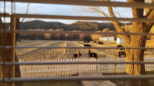 View through blinds of a rural landscape with cows grazing, trees, and mountains in the background during sunset.