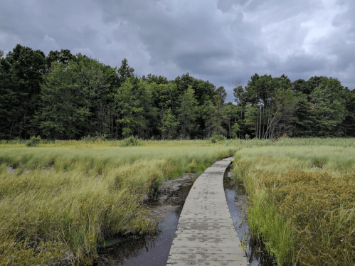 A wooden path winds through tall grass in a wetland, with dark clouds looming overhead and trees in the background.