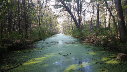 A serene forest scene featuring a narrow, green-covered waterway surrounded by trees and lush vegetation.