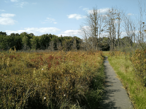 A winding path through a grassy wetland with sparse trees and a blue sky dotted with clouds.