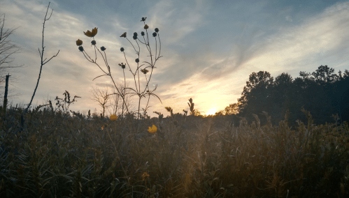 Silhouetted flowers in a field against a sunset with clouds and trees in the background.