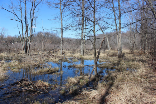A serene wetland scene with bare trees, tall grasses, and a reflective pool of water under a clear blue sky.