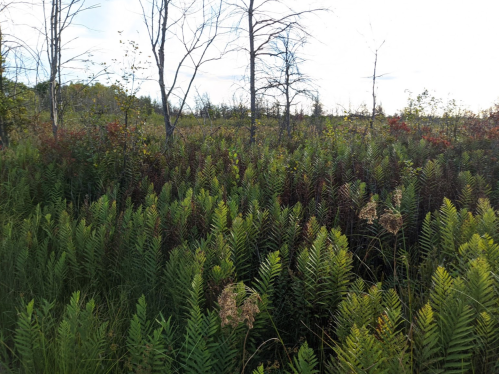 A dense field of ferns with sparse trees in the background under a cloudy sky.