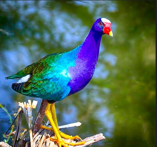 A colorful bird with a purple body, green wings, and a red beak stands on a branch near water.