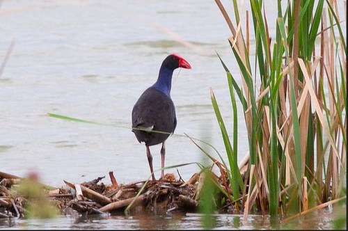 A black bird with a red beak and blue chest stands near water, surrounded by tall green reeds.