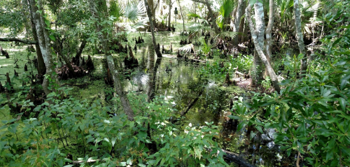 Lush swamp scene with trees, water, and green vegetation, creating a serene natural environment.