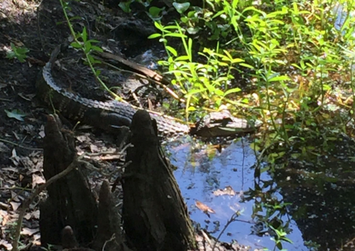 A crocodile resting near the water's edge, surrounded by greenery and fallen leaves.