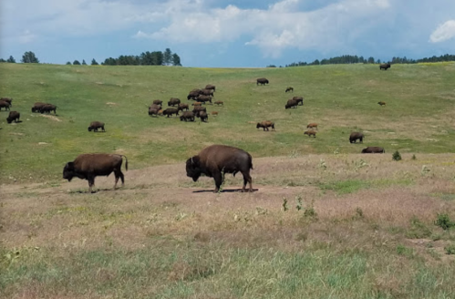 A herd of bison grazes on a grassy hillside under a blue sky with scattered clouds.