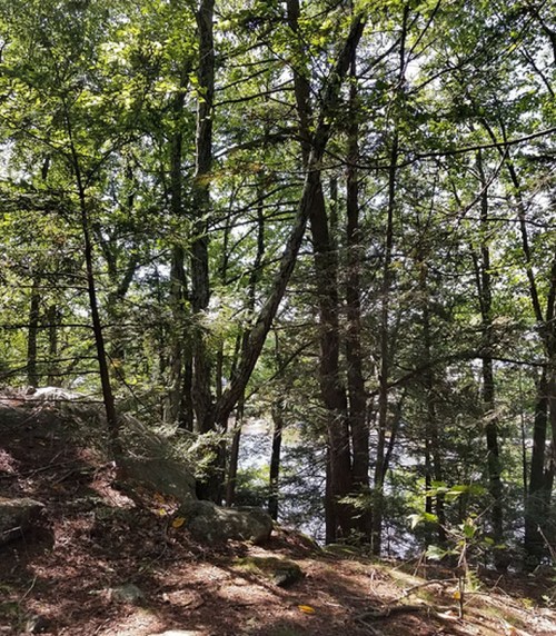 A serene forest scene with tall trees and a glimpse of water through the foliage. Sunlight filters through the leaves.