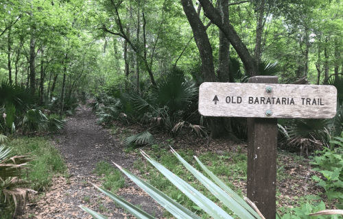 A wooden sign points to the Old Barataria Trail in a lush, green forest with palm plants surrounding the path.