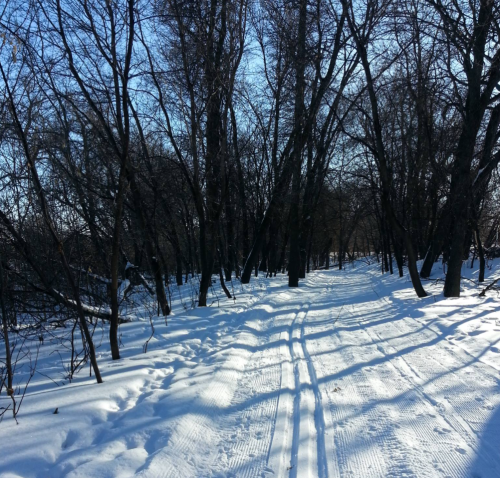 A snowy path winding through a forest of bare trees under a clear blue sky.