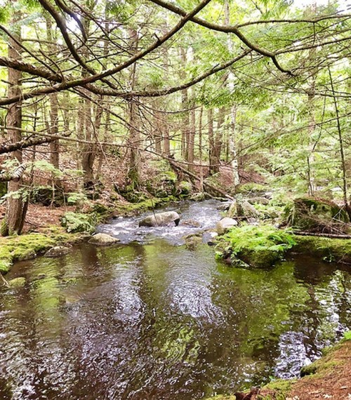A serene forest scene featuring a gently flowing stream surrounded by lush greenery and moss-covered rocks.