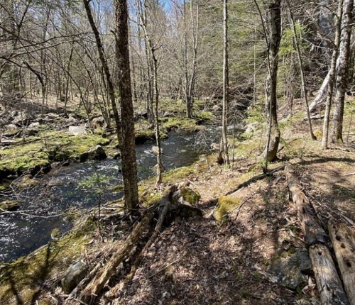 A serene forest scene with a flowing stream, moss-covered ground, and trees in early spring.