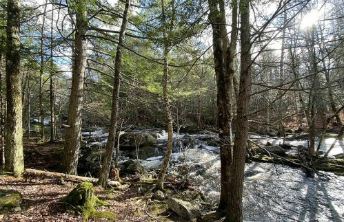 A serene forest scene with a flowing river, surrounded by trees and rocky banks under a clear sky.