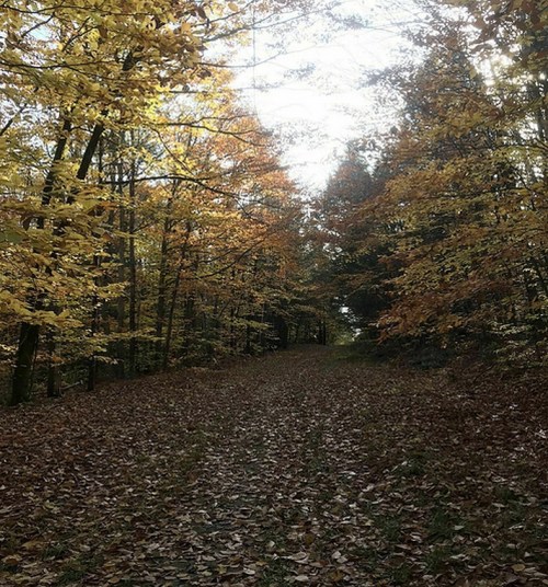 A serene forest path lined with trees displaying vibrant autumn leaves, with sunlight filtering through the branches.