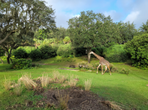 A giraffe grazes in a lush green landscape with trees and shrubs under a partly cloudy sky.