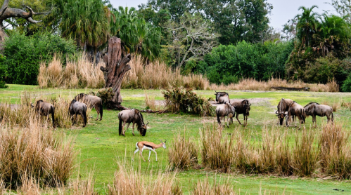 A group of wildebeests grazing in a grassy area, with a lone antelope nearby and trees in the background.