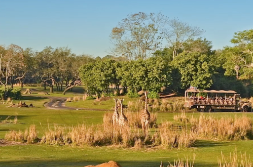 Two giraffes stand in a grassy landscape near a safari vehicle with passengers, surrounded by trees and open fields.