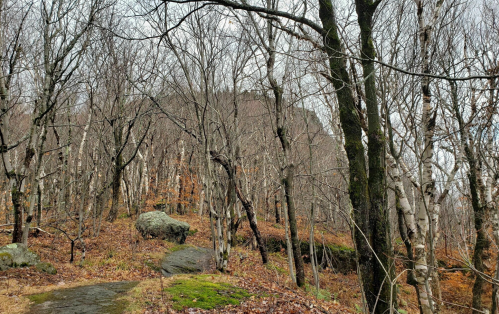 A forest scene with bare trees, rocky ground, and a distant hill, showcasing a late autumn or early spring atmosphere.