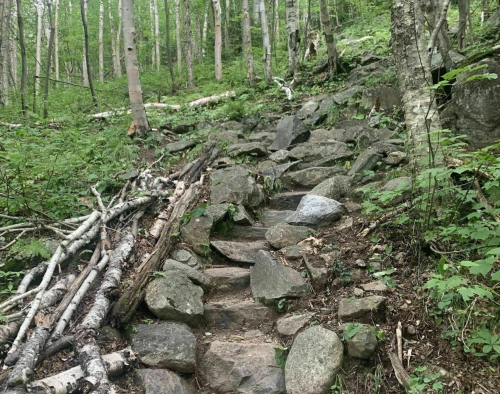 Rocky trail winding through a lush green forest, surrounded by trees and fallen branches.