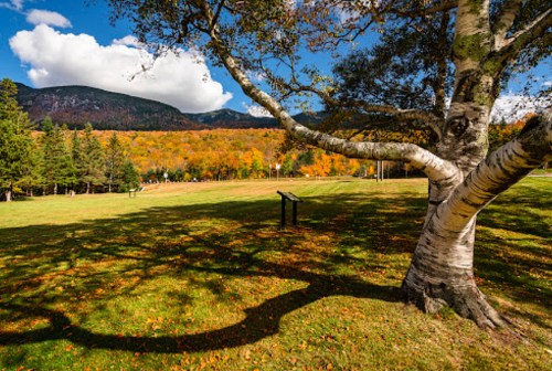 A scenic view of a grassy area with a birch tree, colorful autumn foliage, and mountains under a blue sky with clouds.