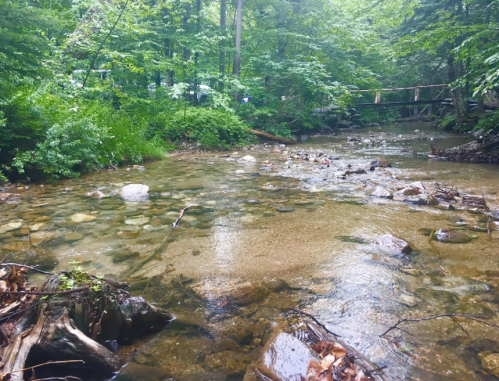 A serene stream flows through a lush green forest, with rocks visible beneath the clear water.