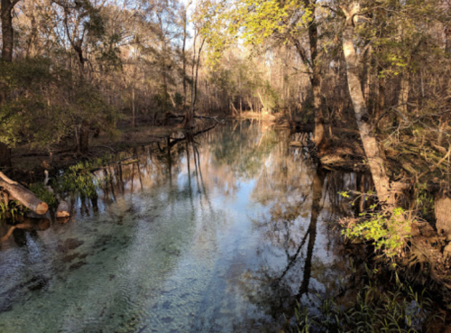 A serene forest scene with a clear river reflecting trees and sunlight, surrounded by lush greenery.