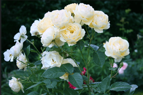 A cluster of pale yellow roses surrounded by green leaves, with a few white roses in the background.