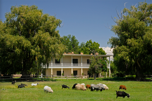 A farmhouse surrounded by trees, with sheep grazing in a green field under a clear blue sky.