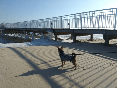 A small dog in a sweater stands on the beach, looking towards a pier with shadows cast on the sand.